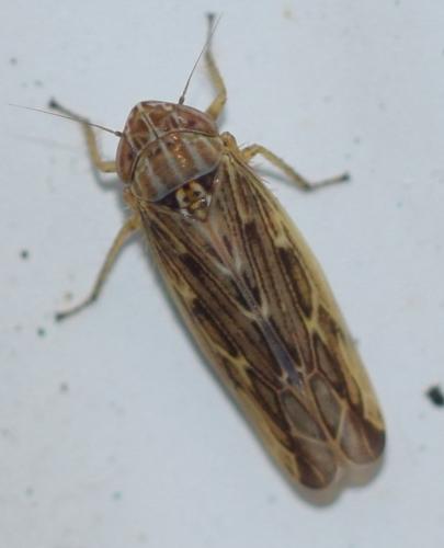 Psammotettix sp.